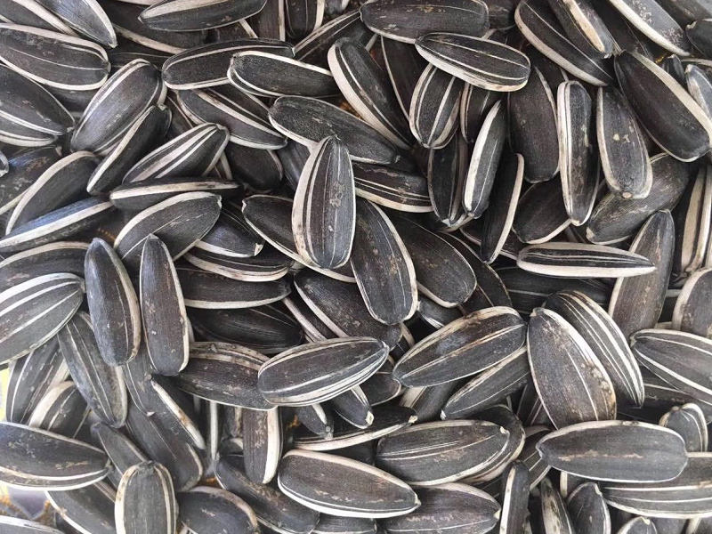 Cheap 5009 specification sunflower seeds on sale